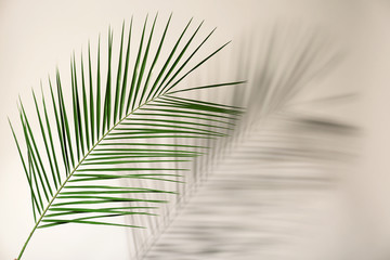 Fresh tropical date palm leaf on light background
