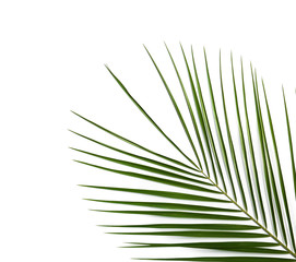 Fresh tropical date palm leaf on white background, top view