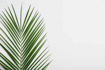 Fototapeta premium Fresh tropical date palm leaf on white background, top view