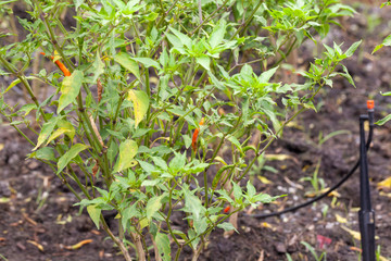 close up of chilli pepper plant in farm