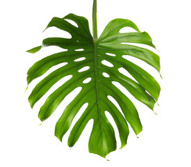 Fototapeta na wymiar Fresh tropical monstera leaf on white background