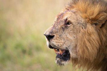Injured male lion (Panthera Leo) , Masai Mara, Kenya
