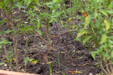 close up of chilli pepper plant in farm