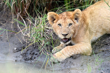 Naklejka na ściany i meble Lion cub drinking water from pond, Masai Mara, Kenya