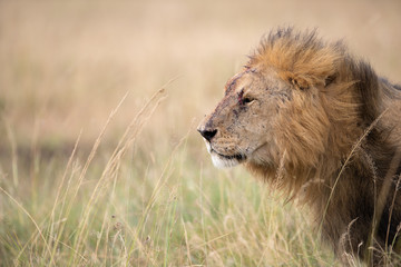 Injured male lion (Panthera Leo) , Masai Mara, Kenya