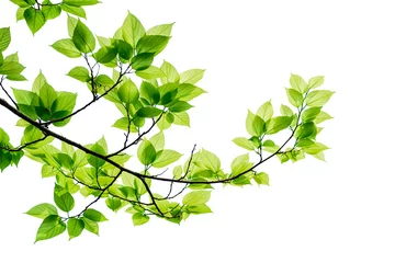 Poster Green tree leaves and branches isolated on white background. © yotrakbutda