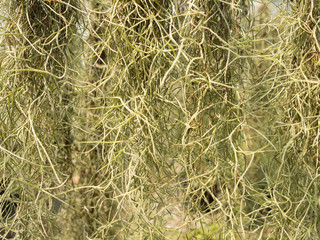 Long Spanish moss or Tillandsia usneoides or Grandpas beard is epiphytic flowering plant hanging in nature as wallpaper background. Called natural certain.
