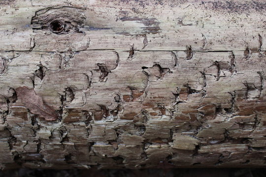 Wood stump