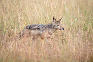 Naklejka na ściany i meble Black-backed jackal (Canis mesomelas) hunting in long grass in Masai Mara, Kenya