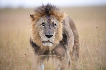Injured male lion (Panthera Leo) , Masai Mara, Kenya