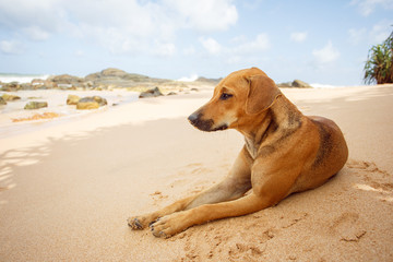 Dog lying on the tropical beach.