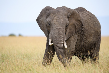 Fototapeta na wymiar African elephant (Loxodonta africana) in Masai Mara, Kenya