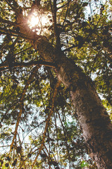 Fototapeta premium Looking up from under a tree at the sunlight passing through the leaves