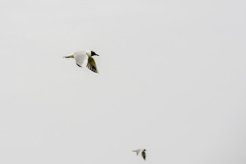 Tern in flight