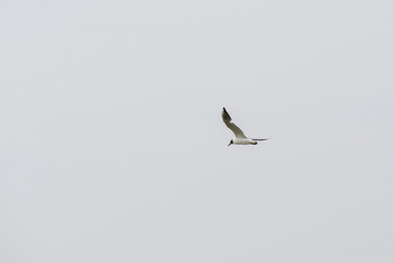 Tern in flight