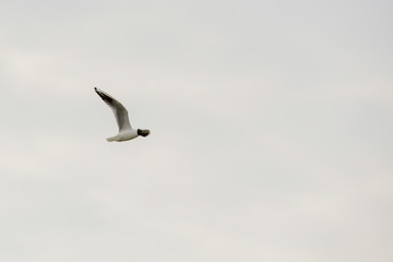 Tern in flight
