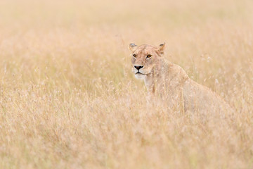 Fototapeta na wymiar African lioness (Panthera Leo) hunting in long grass in Masai Mara, Kenya