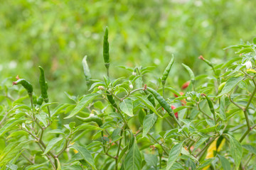 close up of chilli pepper plant in farm