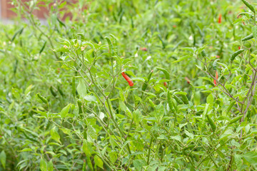 close up of chilli pepper plant in farm