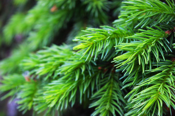 Fototapeta premium Young fir needles. Background 