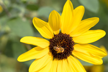 Sunflower of Andersen Park in Funabashi City, Chiba Prefecture, Japan
