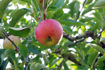 Roter Apfel