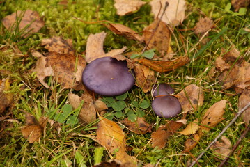 Pilze mit Violettem Hut 15