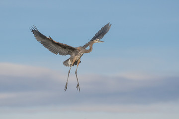 Found in most of North America, the Great Blue Heron is the largest bird in the Heron family.