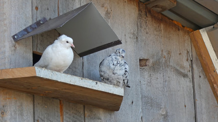 Two doves on the dovecote
