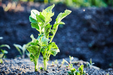 Organic cultivation of potatoes.. The green shoots of young potato plants sprouting from the soil in the spring.