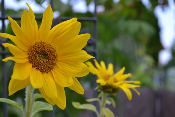 Sonnenblumen leuchten mit der Sommersonne um die Wette