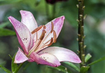 Close up pink lily in the garden after the rain.