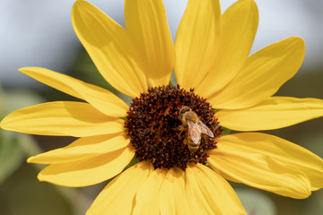 Sunflower of Andersen Park in Funabashi City, Chiba Prefecture, Japan