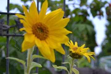 Sonnenblumen leuchten mit der Sommersonne um die Wette