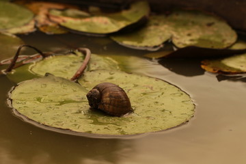 Close up snail shell on lotus leaf in the pond