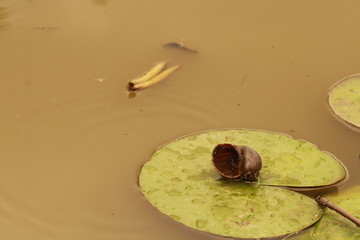 Close up snail shell on lotus leaf in the pond