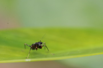 Naklejka premium Close up small black mantis on green leaf