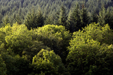 Mixed Forest in the Scottish Highlands