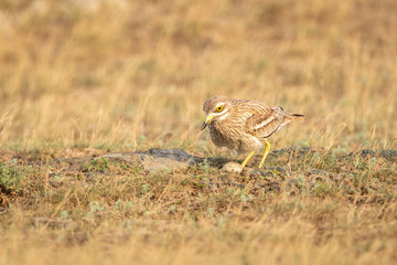 Eurasian Stone-curlew