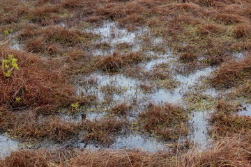 bog in soomaa national park in estonia