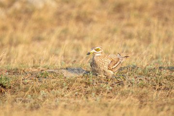 Eurasian Stone-curlew
