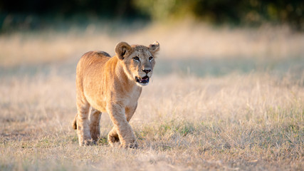 Lion cub (Panthera leo) in sunrise in Masai Mara, Kenya