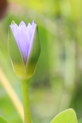 Obraz premium Close up purple lotus flower in lotus pond