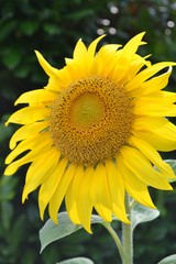 Fototapeta premium Sonnenblumen leuchten mit der Sommersonne um die Wette