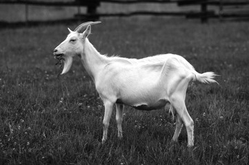 Obraz premium goat