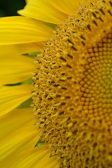 Sonnenblume Blüte Nahaufnahme