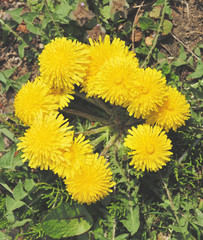 タンポポ　素材