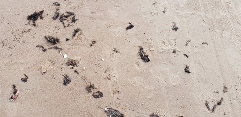 Sand of the baltic sea beach