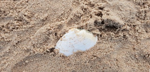 Sand of the baltic sea beach