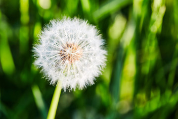 Fototapeta premium Dandelion with stemon natural background, close-up. Macro with shallow depth of field - focus on dandelion petals. Dandelion flower on summer meadow.